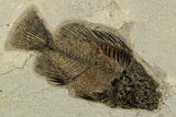 Multiple Fossil Fish (Priscacara & Knightia) Plate - Wyoming #328088-1